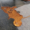 Maus auf Platte